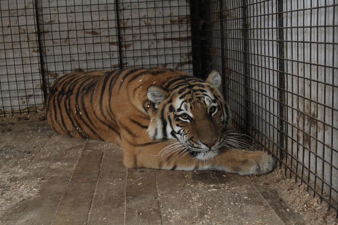 Тигрица Кассандра приехала в Самару из Новосибирского зоопарка