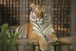В своем новом просторном жилье тигр Кактус сможет вволю порезвиться, поточить когти и полазать по бревнам