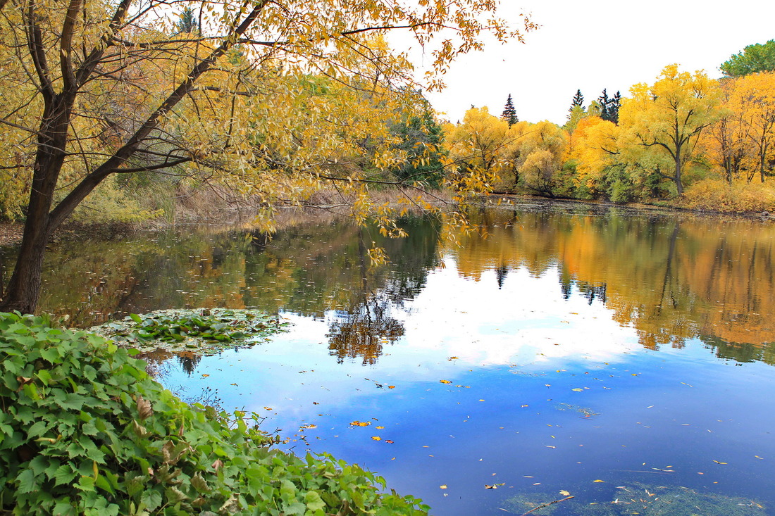 Озеро в самарском ботаническом саду